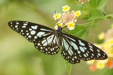 Leptosia bastini - Blauer Tiger